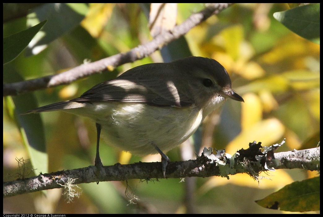 0907-084729-03.jpg - Warbling Vireo