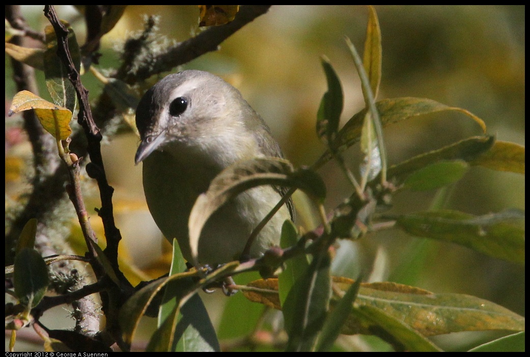 0907-084819-02.jpg - Warbling Vireo