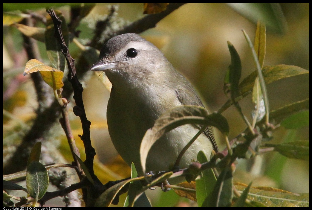 0907-084825-02.jpg - Warbling Vireo