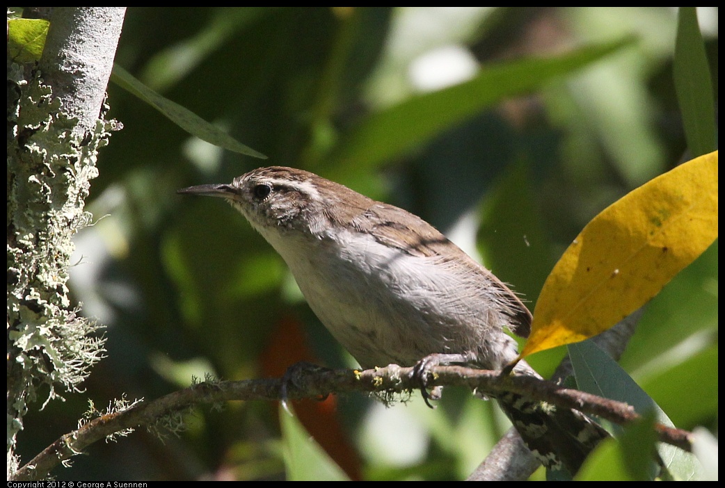 0907-084948-02.jpg - Bewick's Wren