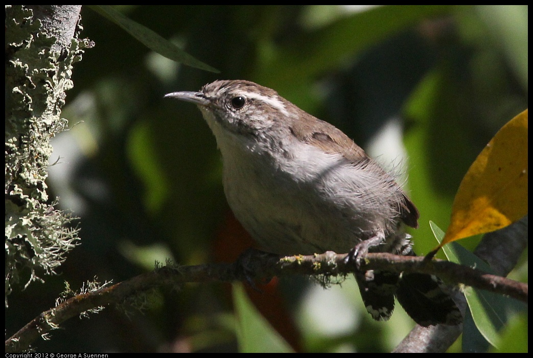 0907-084949-02.jpg - Bewick's Wren