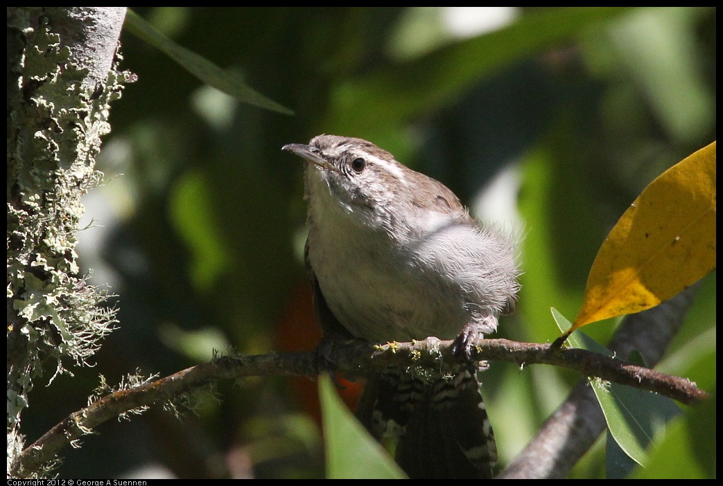 0907-084950-03.jpg - Bewick's Wren