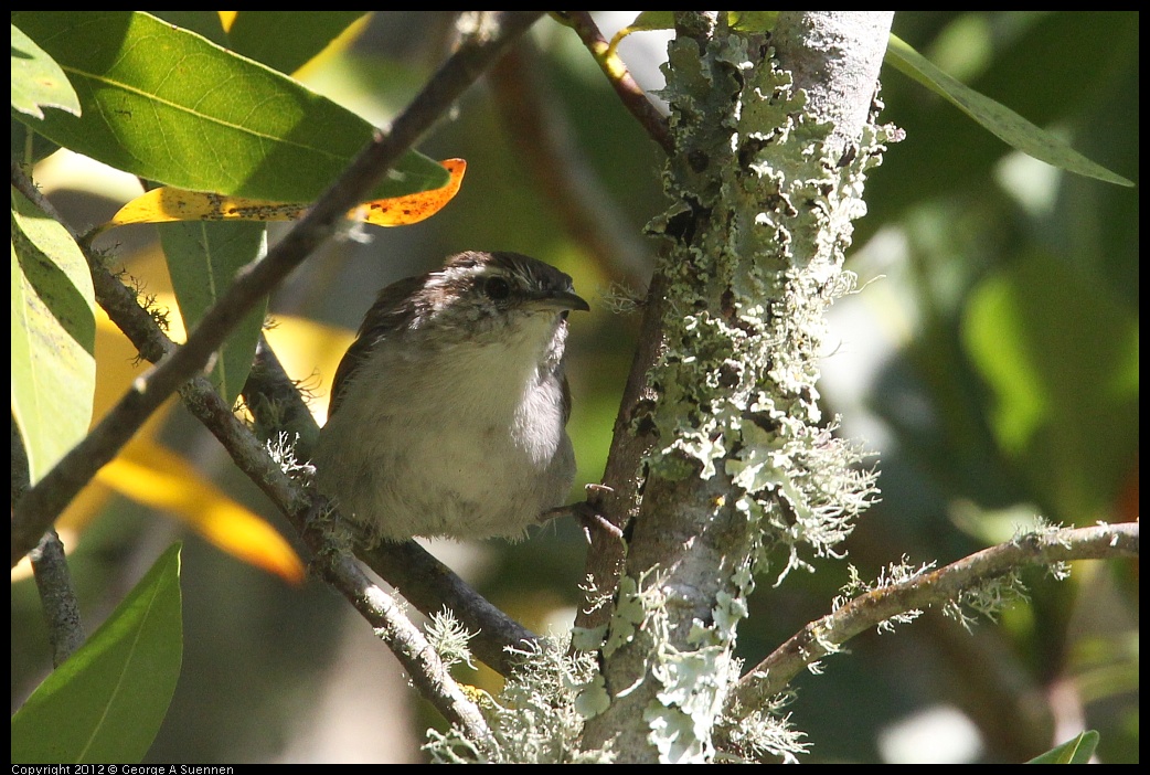 0907-084955-02.jpg - Bewick's Wren