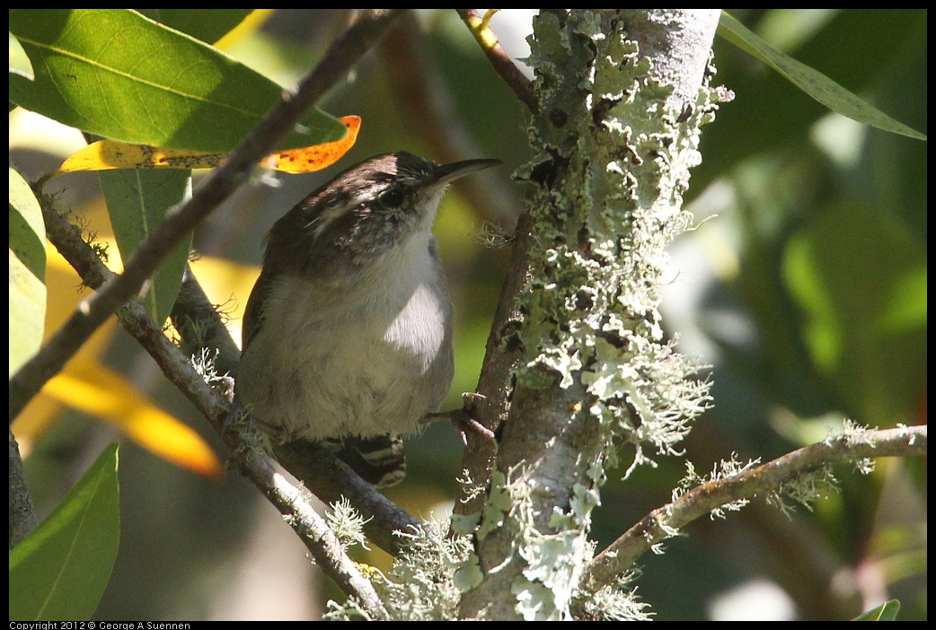 0907-084956-01.jpg - Bewick's Wren