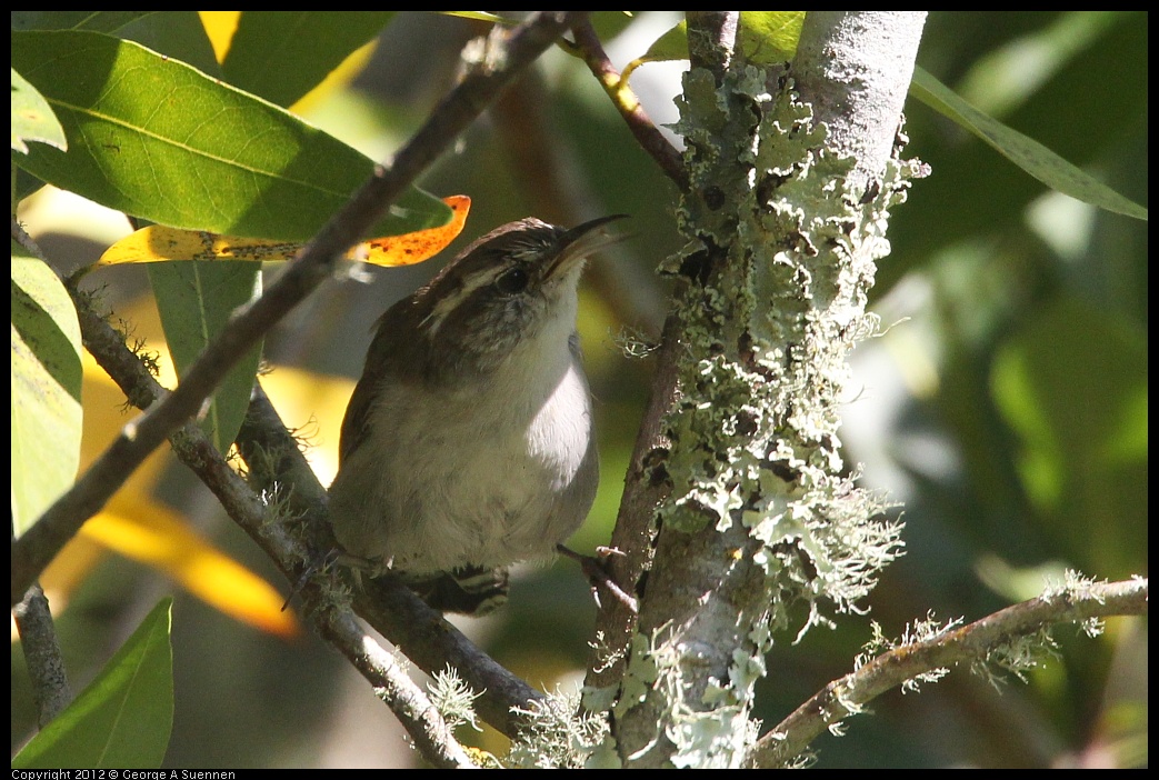 0907-084956-03.jpg - Bewick's Wren