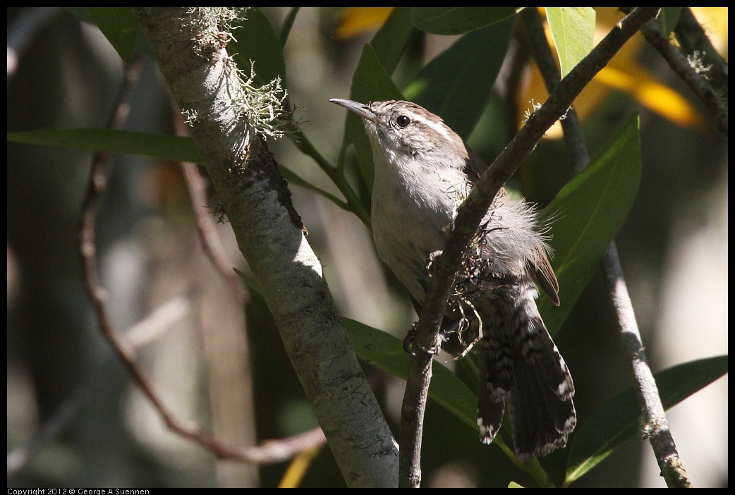 0907-084959-01.jpg - Bewick's Wren