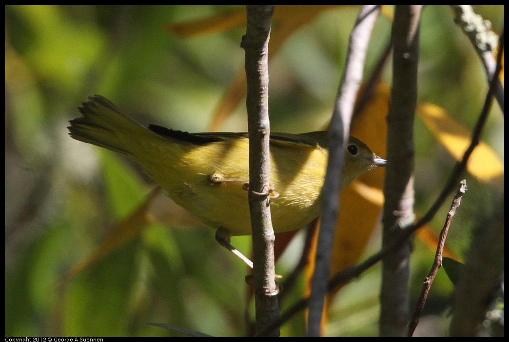 0907-085214-01.jpg - Warbler (?)