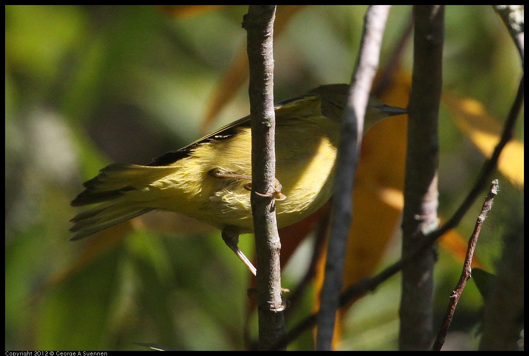 0907-085214-02.jpg - Warbler (?)