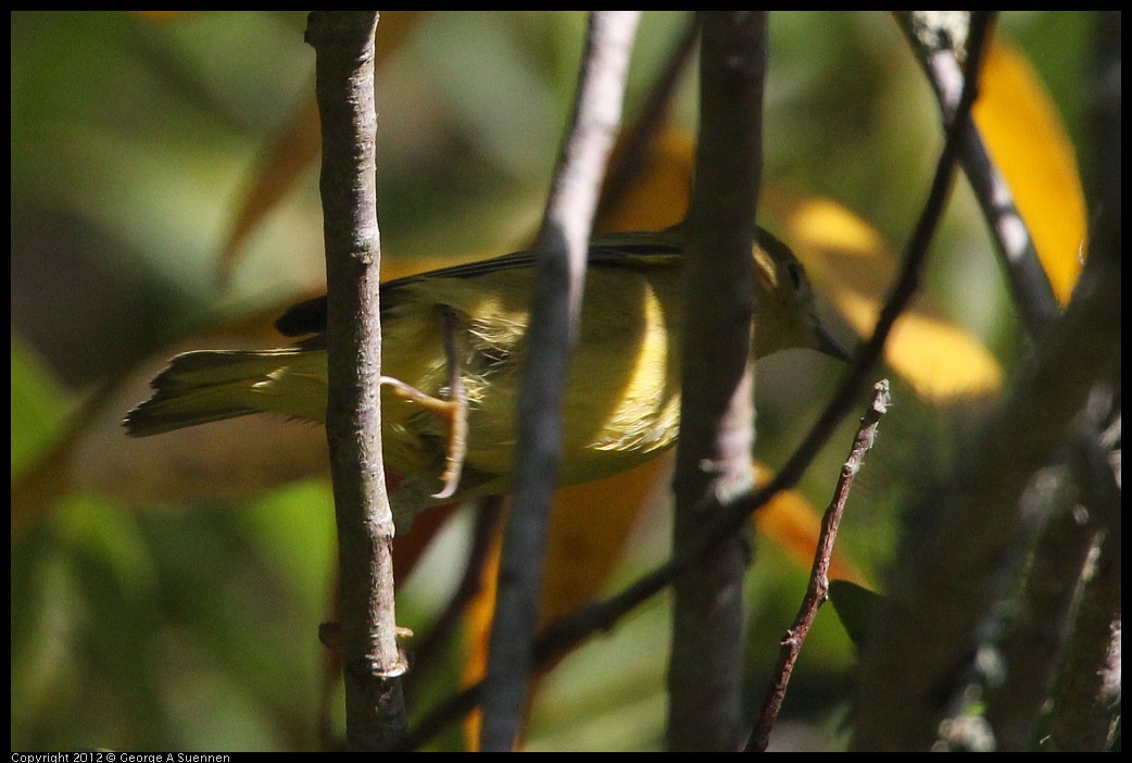 0907-085215-01.jpg - Warbler (?)