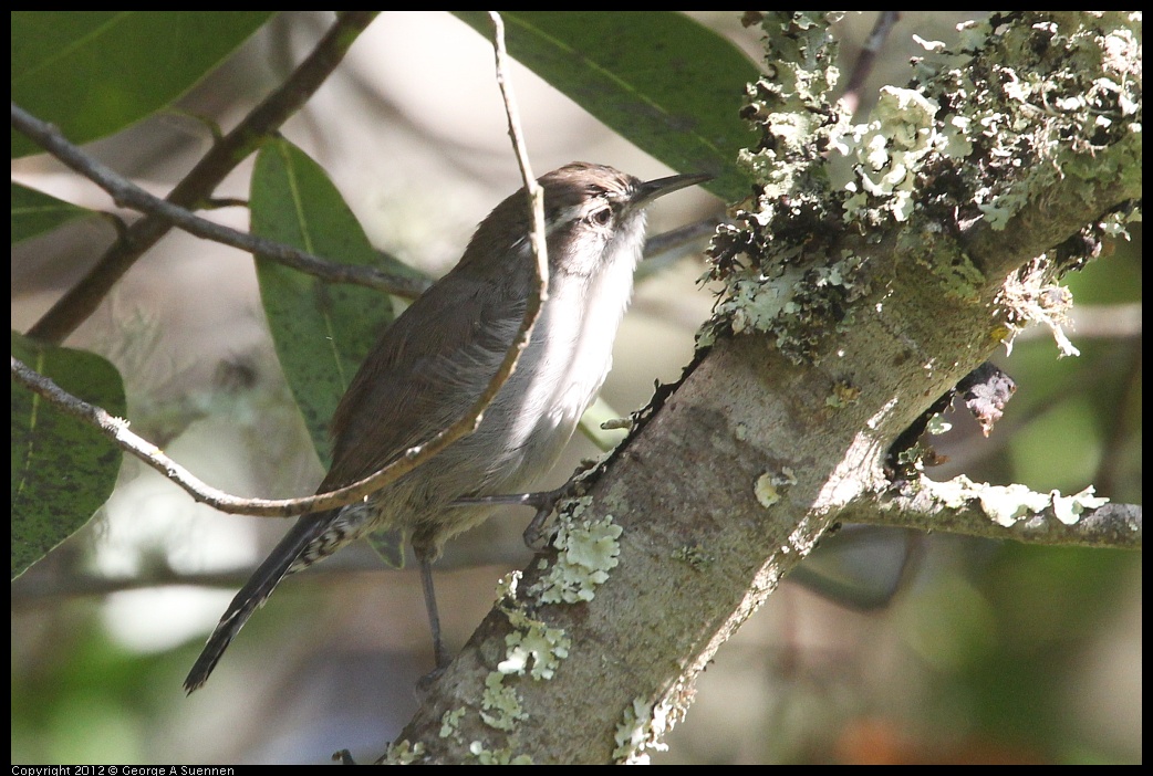 0907-085229-06.jpg - Bewick's Wren