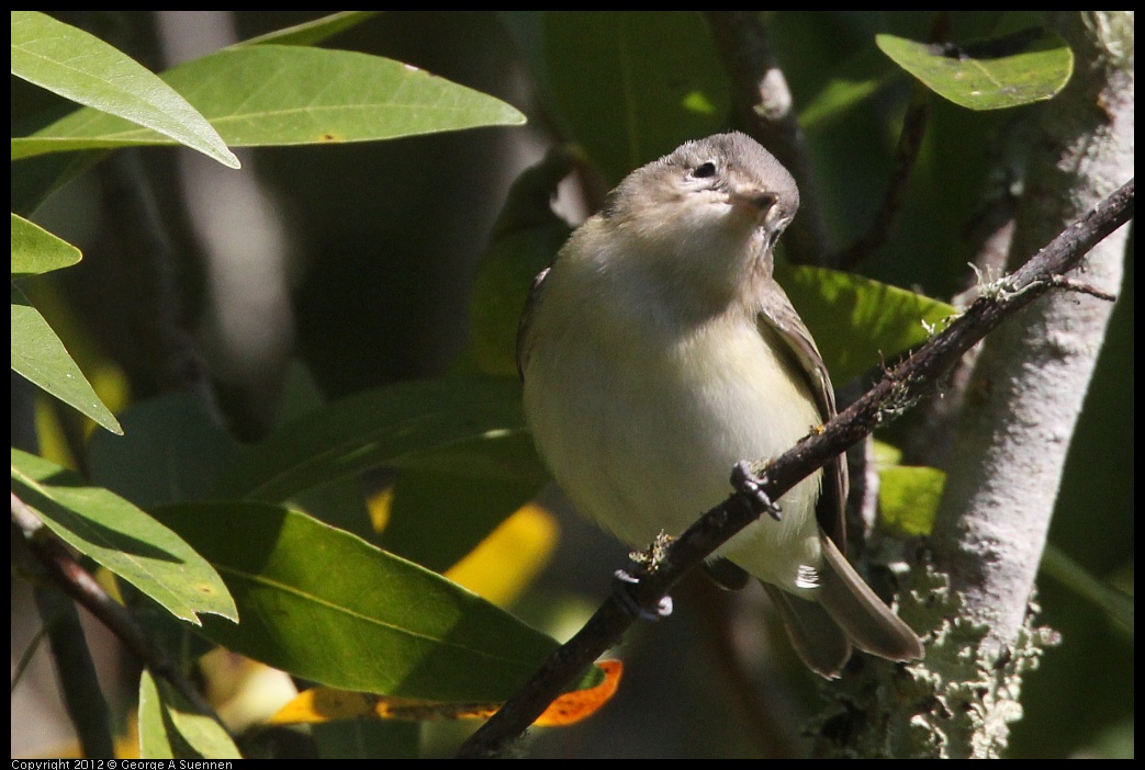 0907-085245-01.jpg - Warbling Vireo