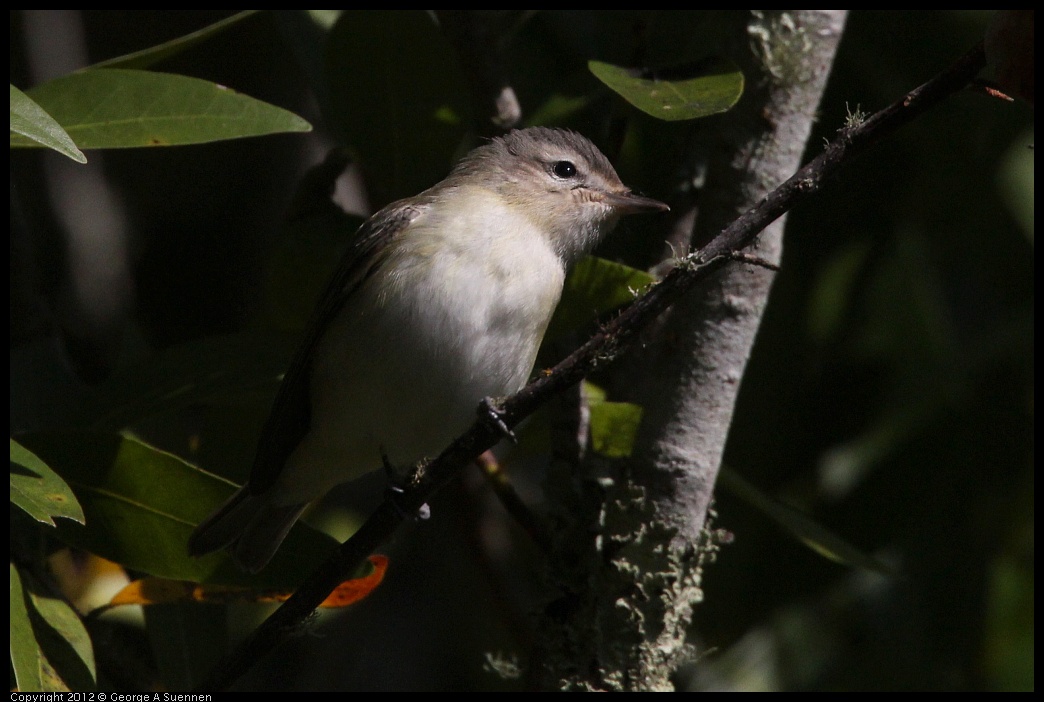 0907-085245-02.jpg - Warbling Vireo