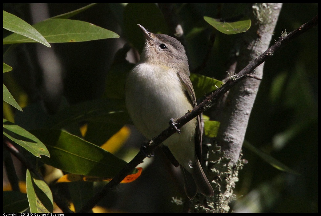 0907-085246-01.jpg - Warbling Vireo