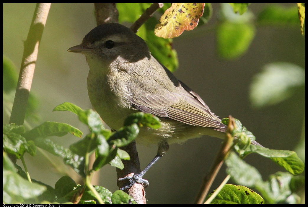 0907-085430-05.jpg - Warbling Vireo