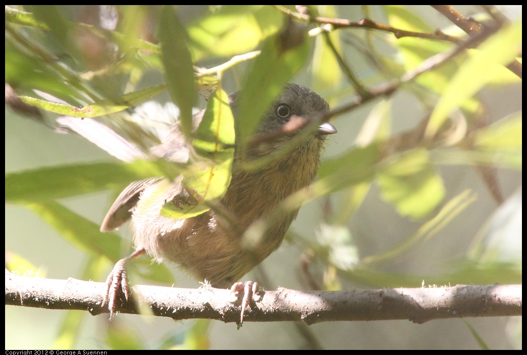 0907-085737-01.jpg - Wrentit