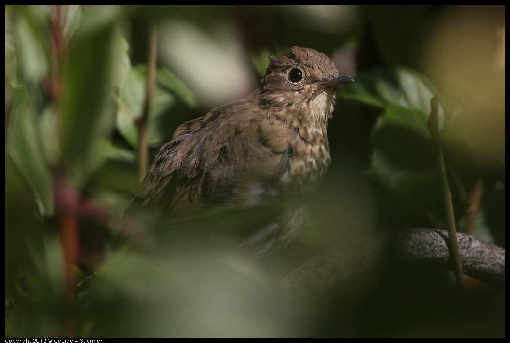 0907-085916-01.jpg - Thrush/Robin Juvenile (?)