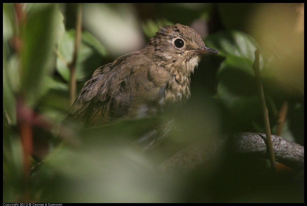 0907-085917-04.jpg - Thrush/Robin Juvenile (?)