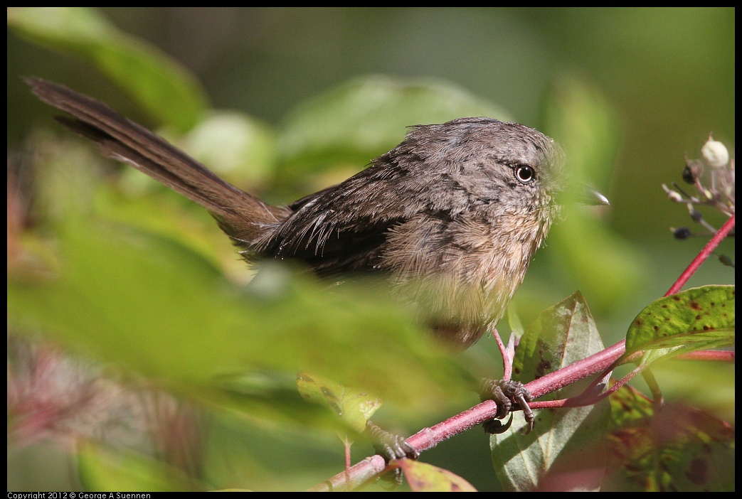 0907-090016-01.jpg - Wrentit