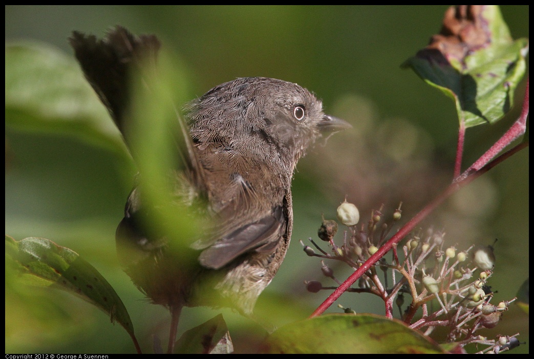 0907-090021-03.jpg - Wrentit