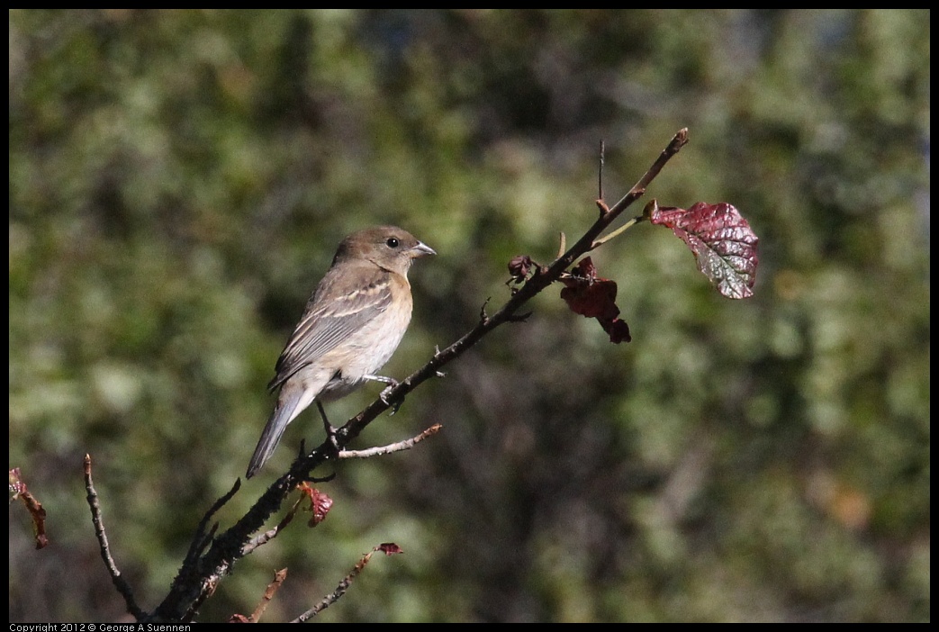 0908-153139-03.jpg - Bunting (?)