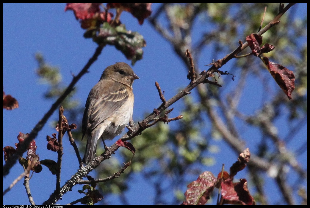 0908-153221-02.jpg - Bunting (?)