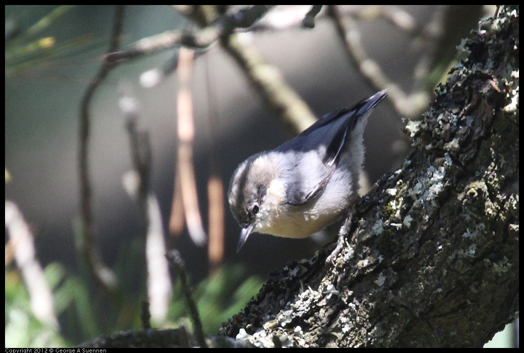 0908-155757-02.jpg - Pygmy Nuthatch