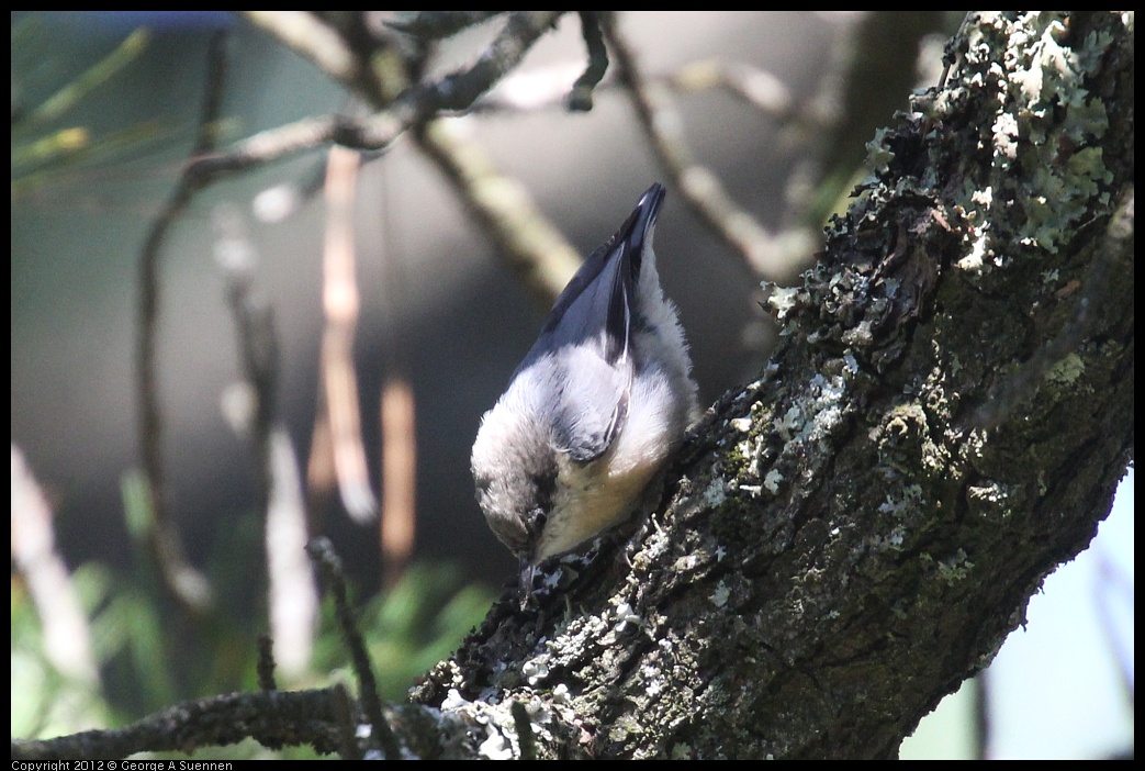 0908-155757-03.jpg - Pygmy Nuthatch