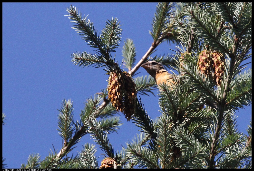 0912-090819-01.jpg - Black-headed Grosbeak