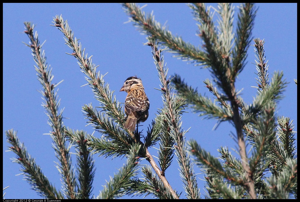 0912-090911-03.jpg - Black-headed Grosbeak