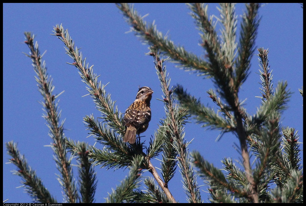 0912-090917-02.jpg - Black-headed Grosbeak