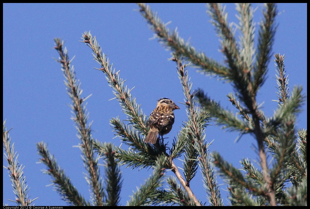 0912-090920-01.jpg - Black-headed Grosbeak