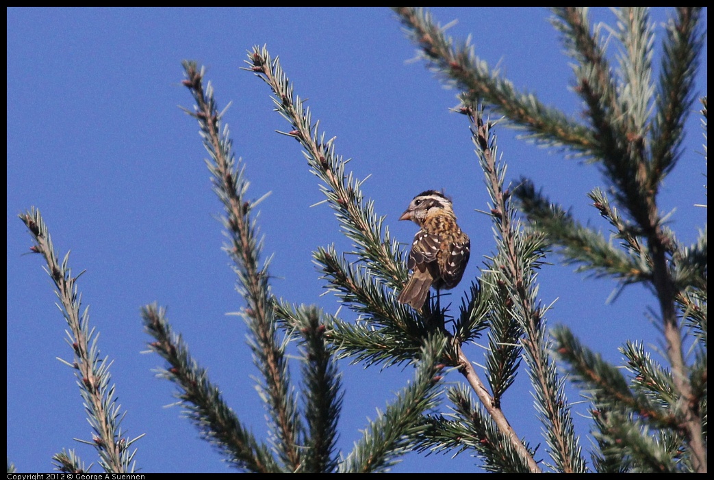 0912-090926-03.jpg - Black-headed Grosbeak