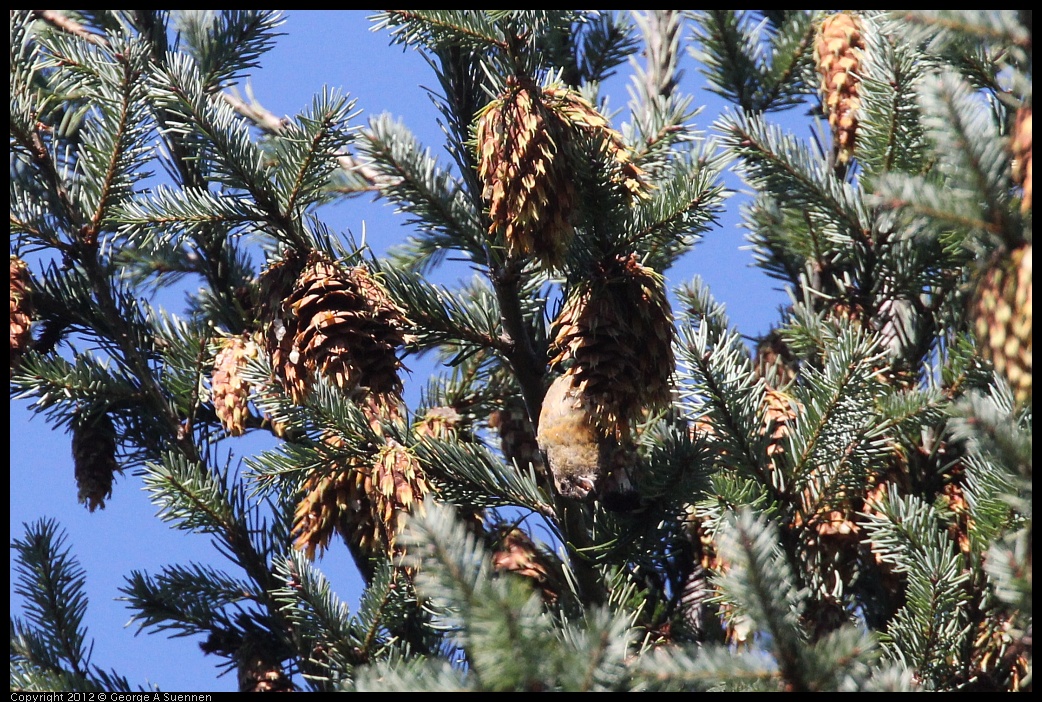 0912-091254-03.jpg - Red Crossbill