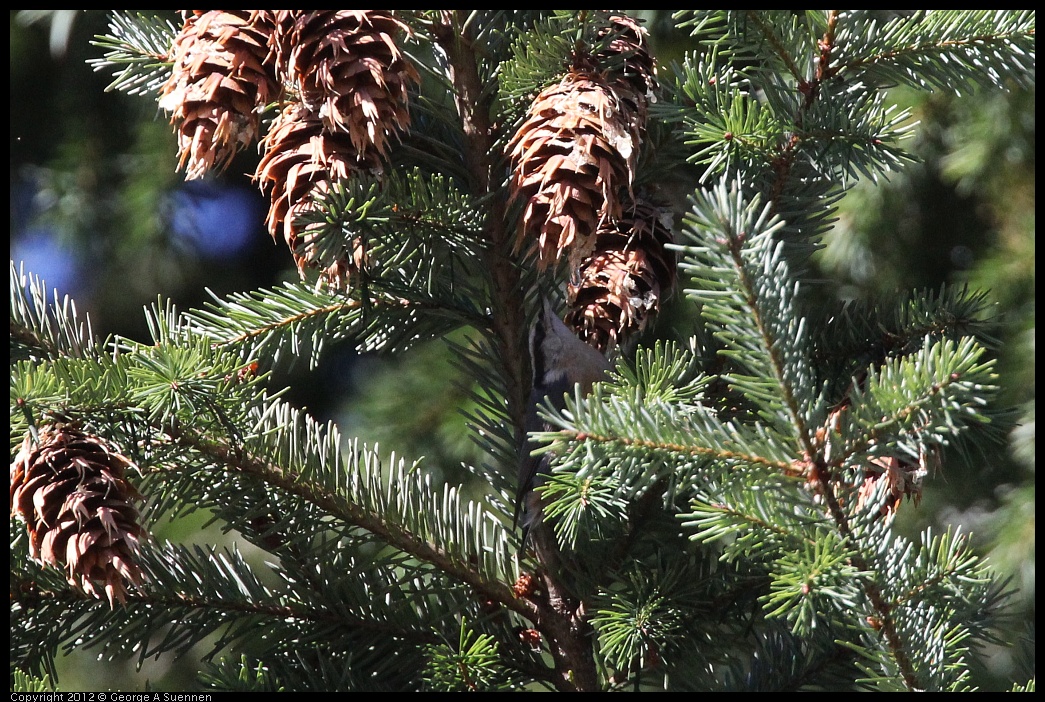 0912-091510-03.jpg - Red-breasted Nuthatch