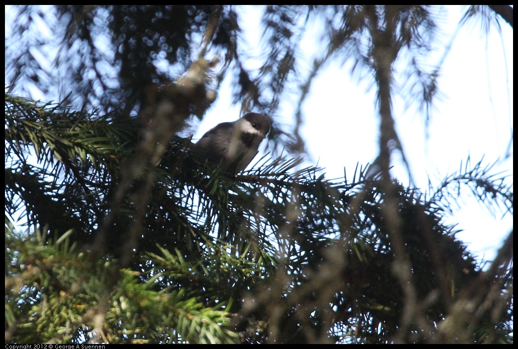 0912-092532-04.jpg - Chestnut-backed Chickadee