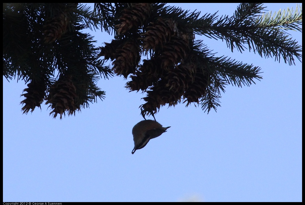 0912-092607-03.jpg - Red-breasted Nuthatch