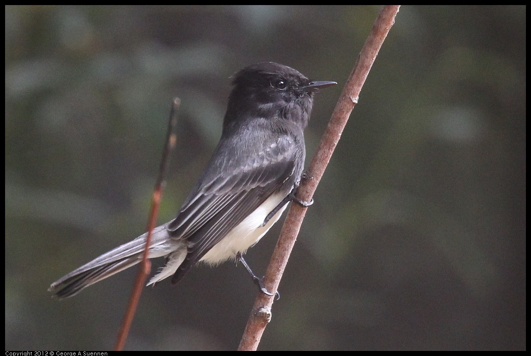 0927-095753-04.jpg - Black Phoebe