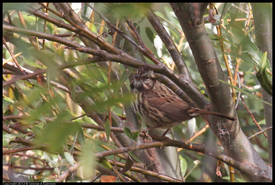 0927-101302-01.jpg - Song Sparrow