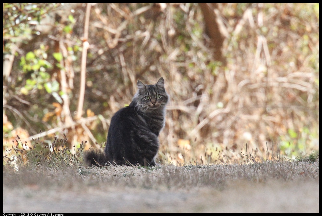 0927-102437-05.jpg - Bird Watcher