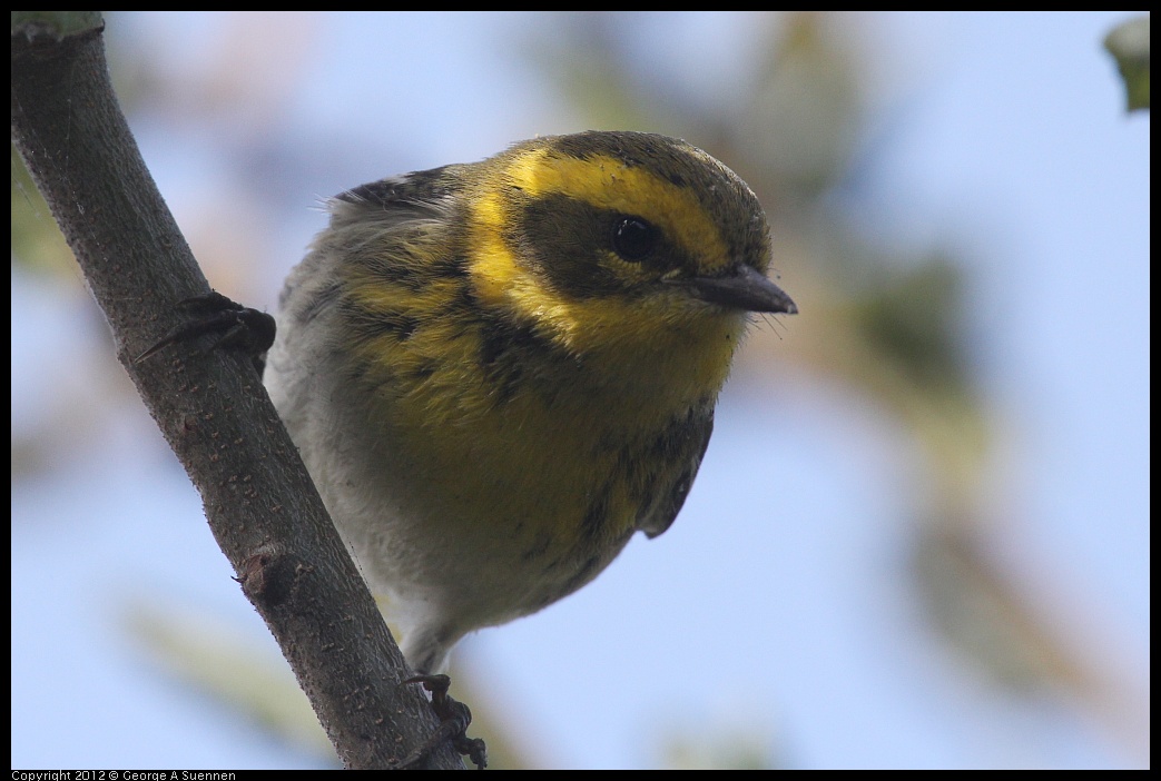 0927-103602-01.jpg - Townsend's Warbler