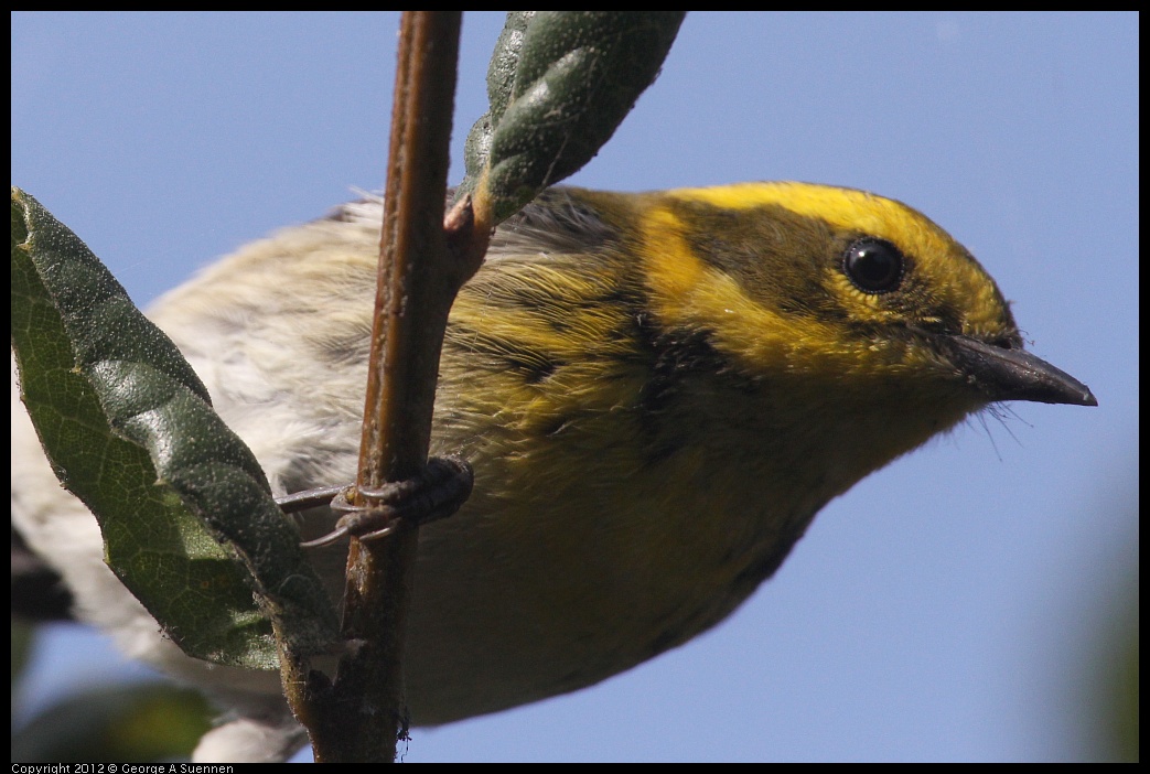 0927-103605-01.jpg - Townsend's Warbler