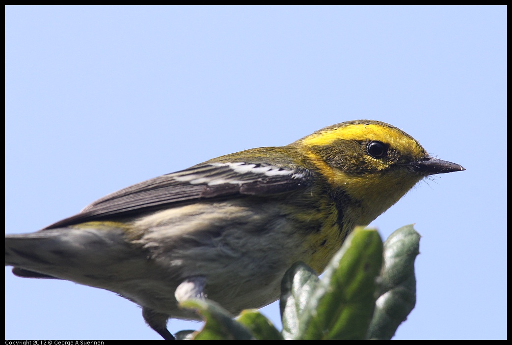 0927-103612-01.jpg - Townsend's Warbler