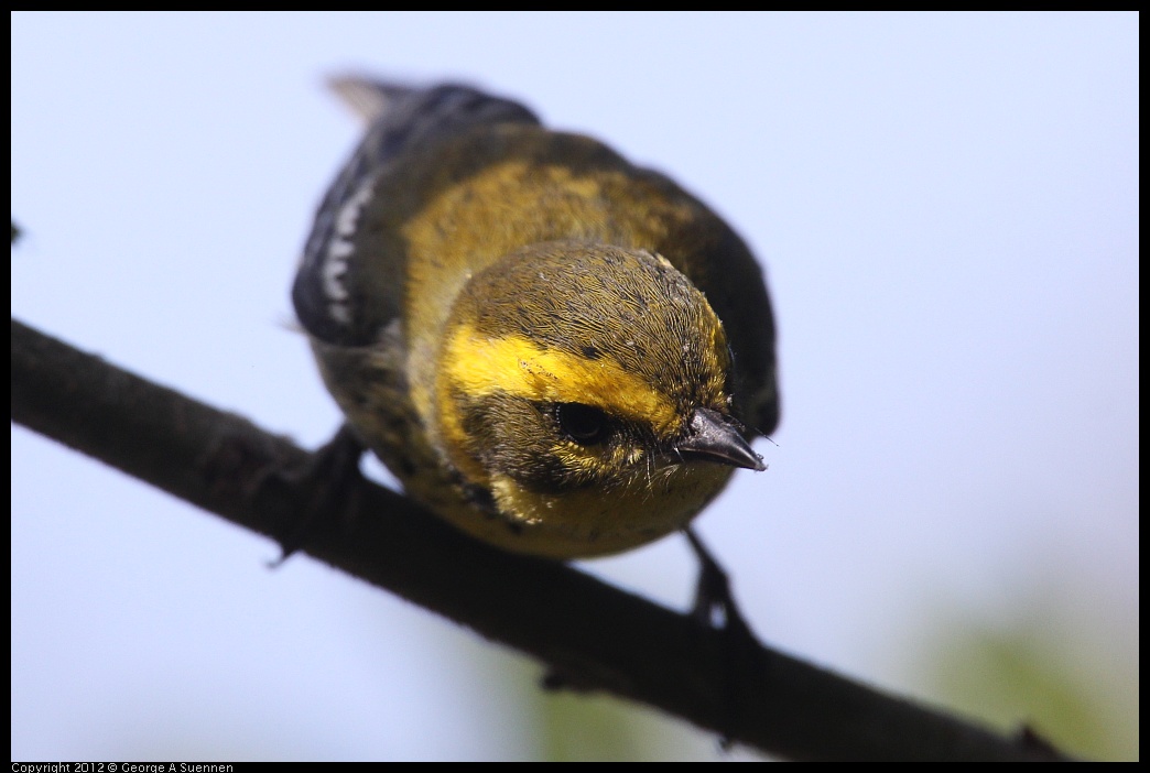 0927-103726-05.jpg - Townsend's Warbler