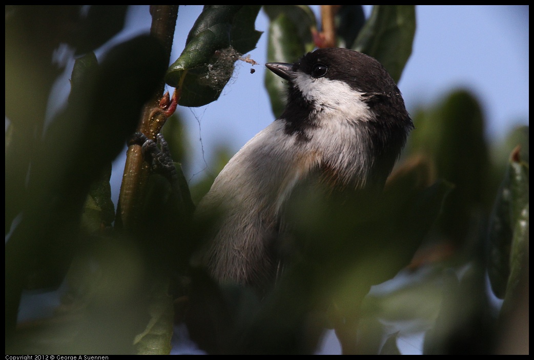 0927-103741-02.jpg - Chestnut-backed Chickadee