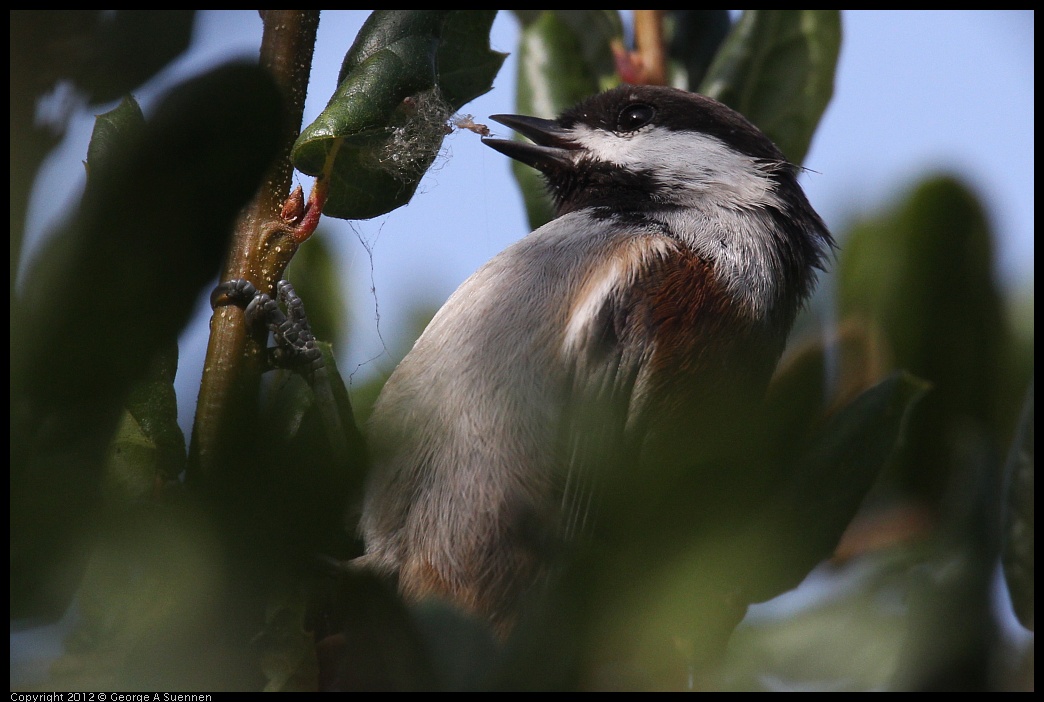 0927-103742-01.jpg - Chestnut-backed Chickadee