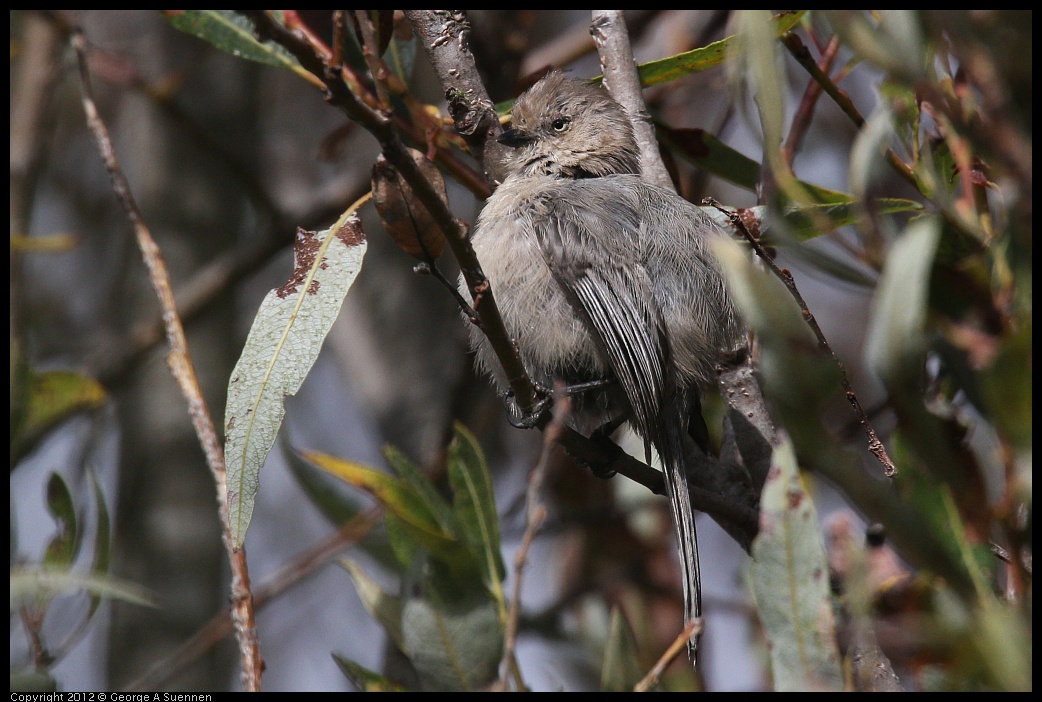 0927-103803-01.jpg - Bushtit