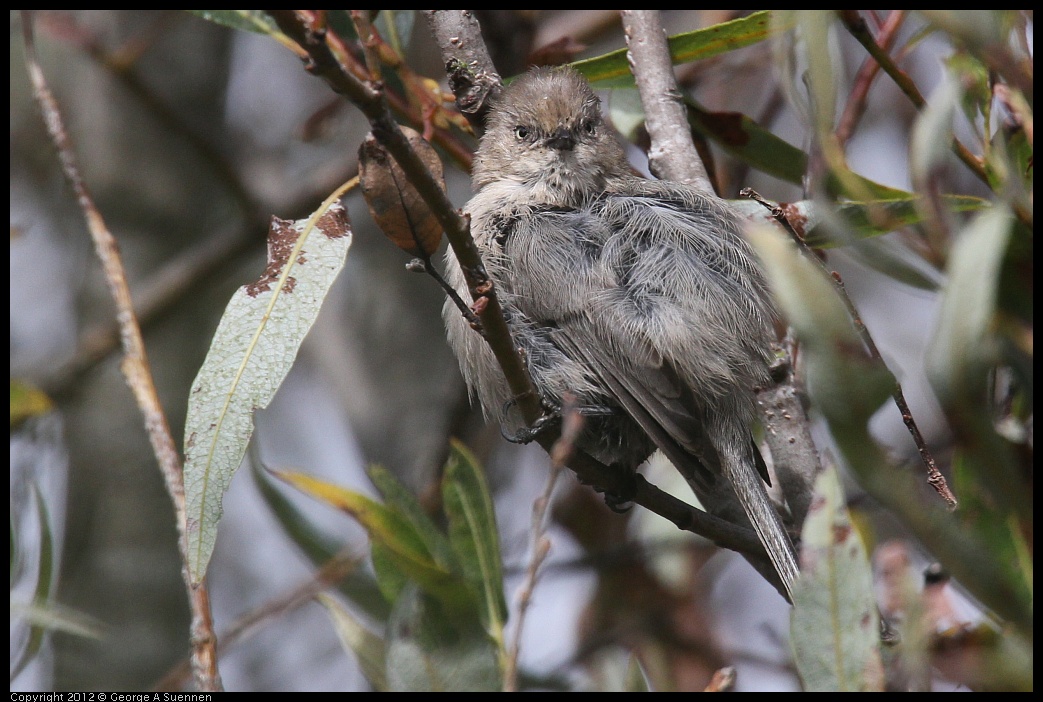 0927-103811-02.jpg - Bushtit