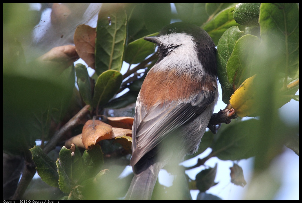 0927-103832-02.jpg - Chestnut-backed Chickadee