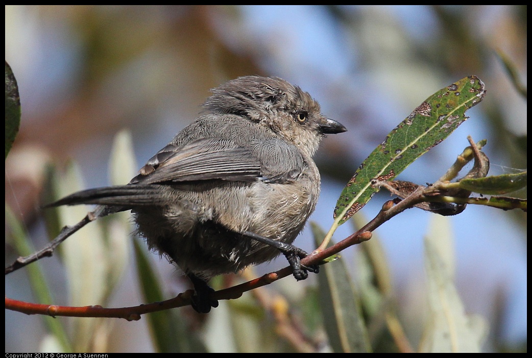 0927-104032-01.jpg - Bushtit