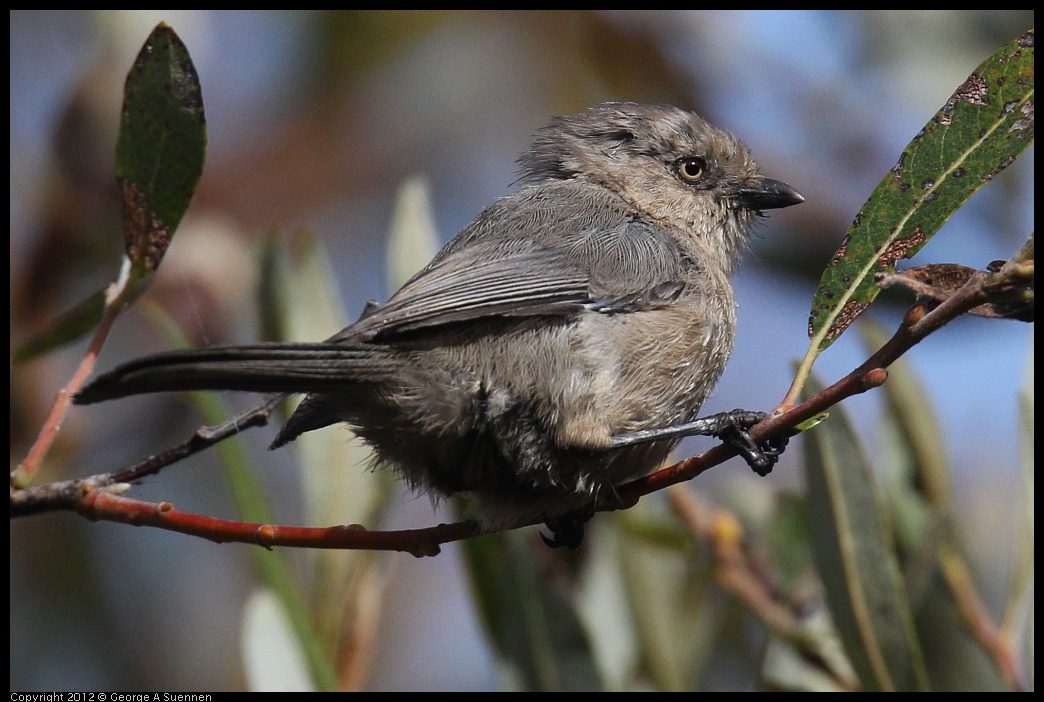 0927-104032-05.jpg - Bushtit